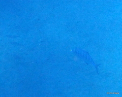 Ferdauia ferdau