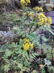 Jacobaea graciliflora