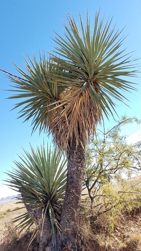 Yucca madrensis