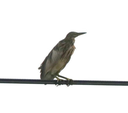 Indian Pond-Heron