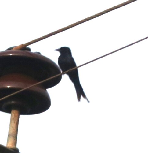 Black Drongo