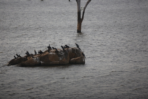Indian Cormorant