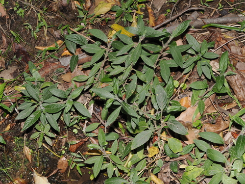 Ruellia squarrosa iNat (3)