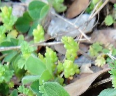 Sedum arenarium