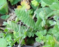 Ornithopus compressus