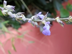 Salvia leptostachys