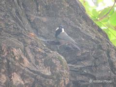 Periparus rufonuchalis