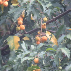 Toechima daemelianum