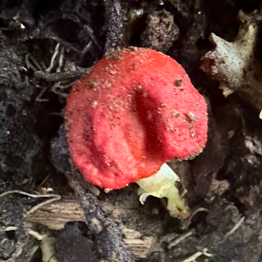 Leratiomyces erythrocephalus