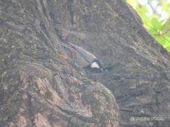 Periparus rufonuchalis