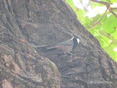 Periparus rufonuchalis