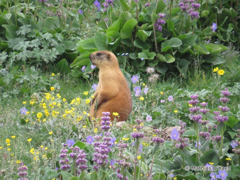 Long-Tailed Marmot