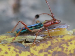 Compsocerus violaceus