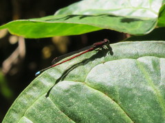 Oxyagrion