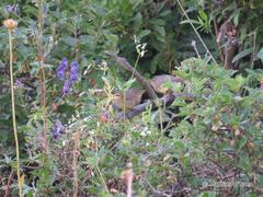 Phylloscopus griseolus