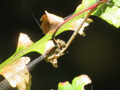 Oxyagrion