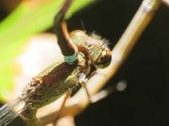 Oxyagrion
