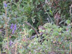 Phylloscopus griseolus