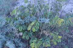 Bauhinia lunarioides