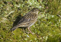 Anthus antarcticus