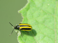 Lema confusa virgata