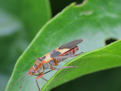 Oncopeltus unifasciatellus