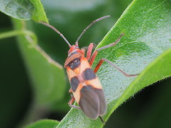 Oncopeltus unifasciatellus
