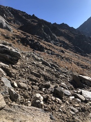 Eriophyton wallichii