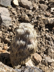 Eriophyton wallichii