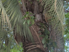 Ficus luschnathiana