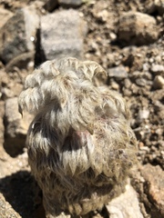 Eriophyton wallichii