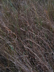 Digitaria pauciflora