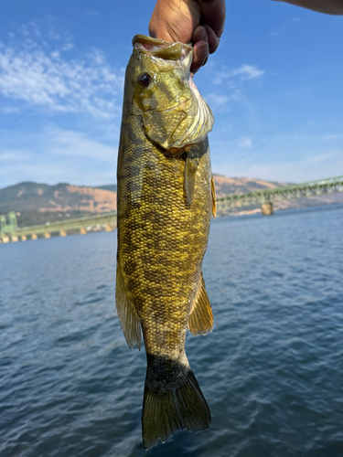 Micropterus dolomieu