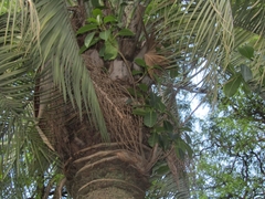 Ficus luschnathiana