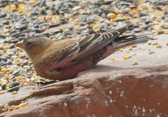 Leucosticte australis