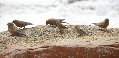 Leucosticte australis