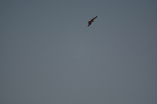 Black Kite