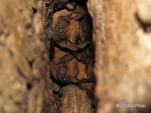 Common Noctule
