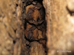 Noctule photo 6