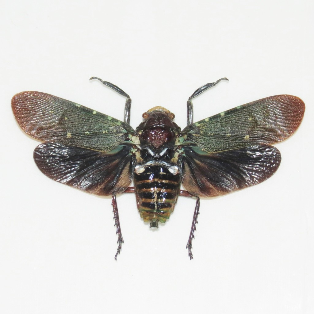 Polydictya pelengana