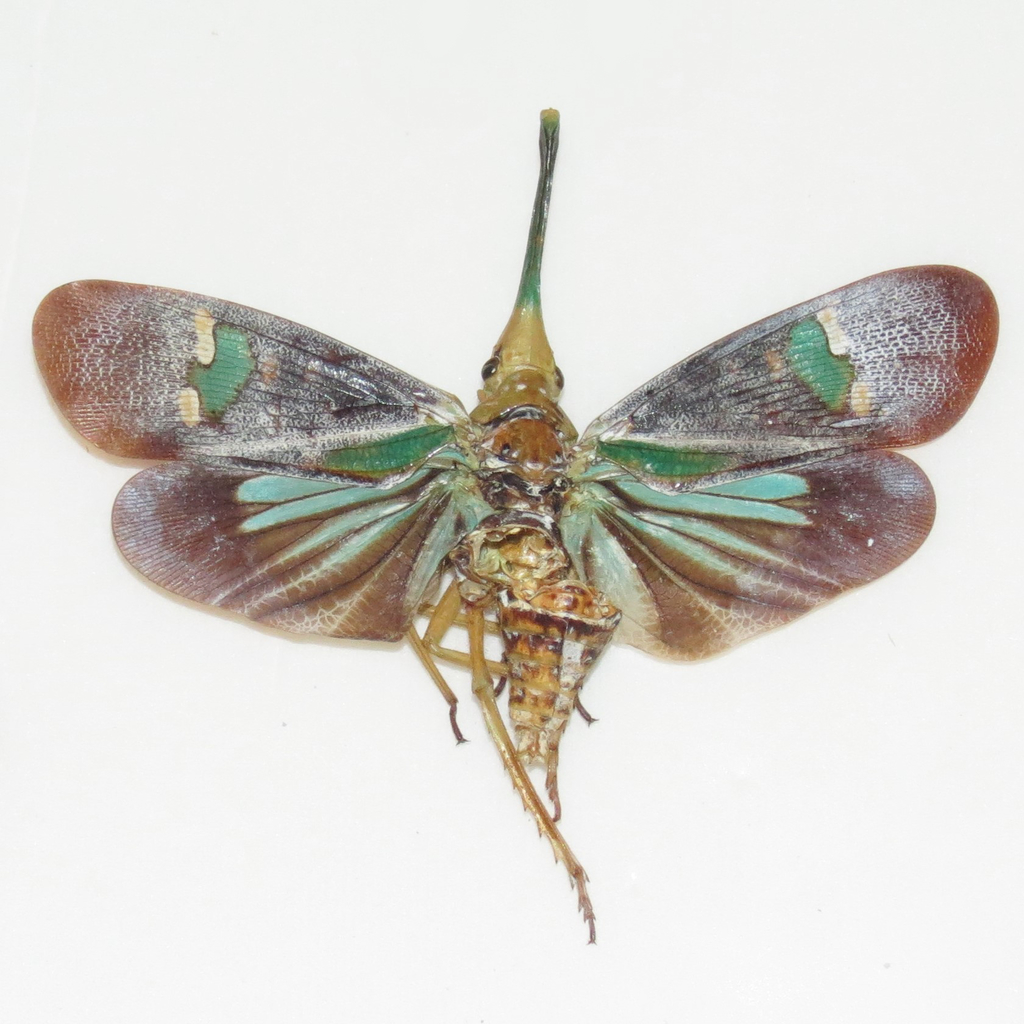 Pyrops hashimotoi