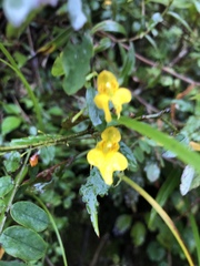 Impatiens racemosa