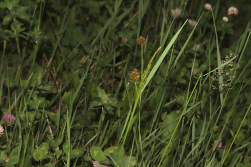 Carex microptera, photograph 6