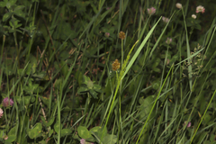 Carex microptera, photograph (c) Dustin Snider, some rights reserved (CC BY)