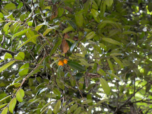 Diospyros laurina, 2025-09-02