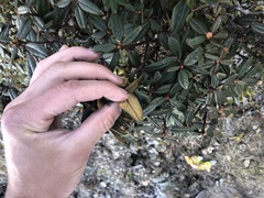 Rhododendron anthopogon
