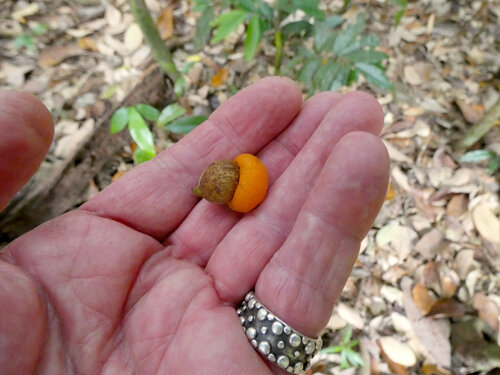 tar tree (Semecarpus australiensis)