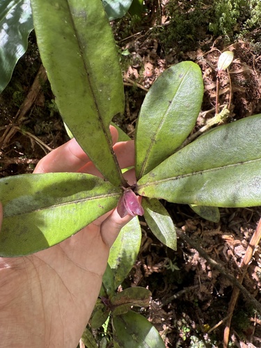 Myrsine lessertiana observed 2025-09-04