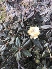Rhododendron anthopogon