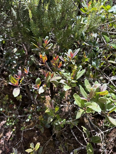 Santalum freycinetianum observed 2025-09-04